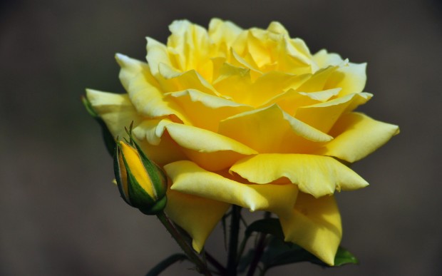 фото,желтые розы